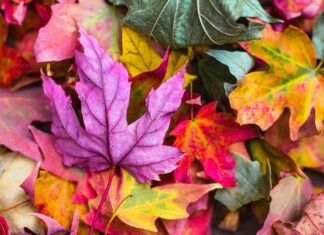 Leaves