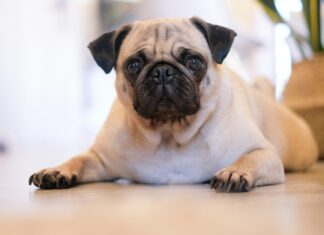 Pug