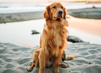 Golden Retriever