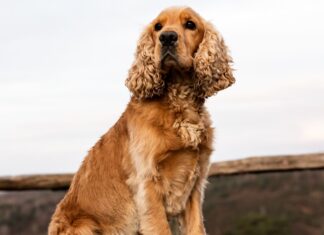 Cocker spaniel