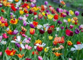 Spring flowers