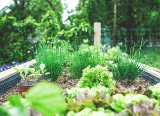 Herb Garden