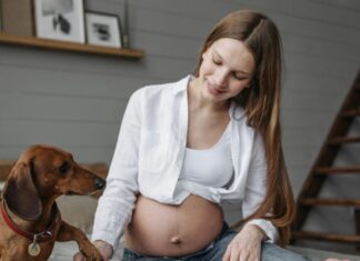 Photo of a Pregnant Woman Playing with a Dachshund Dog