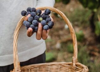 Girl trying fresh grapes from basket