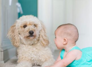 Baby and dog