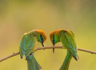 Asian Green Bee-Eaters on Branch