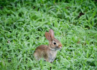 Baby Bunny Playing in the Grass