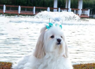 Lhasa Apso perto lago