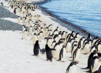 Penguins
