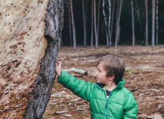 Foraging in the forest