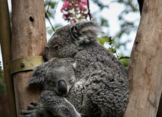 Koala and baby